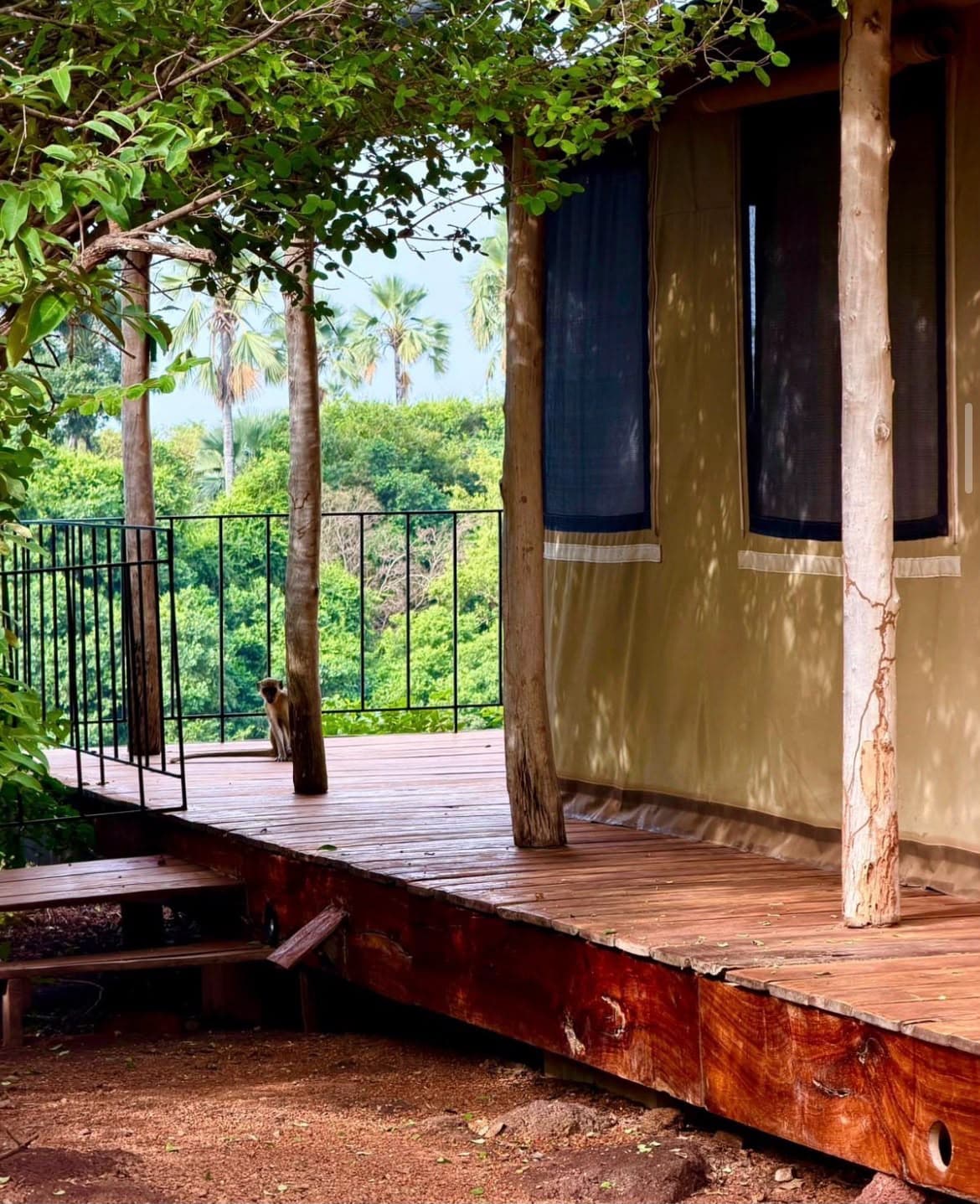 Terrasse en bois d'une tente de safari, garde-corps et végétation
